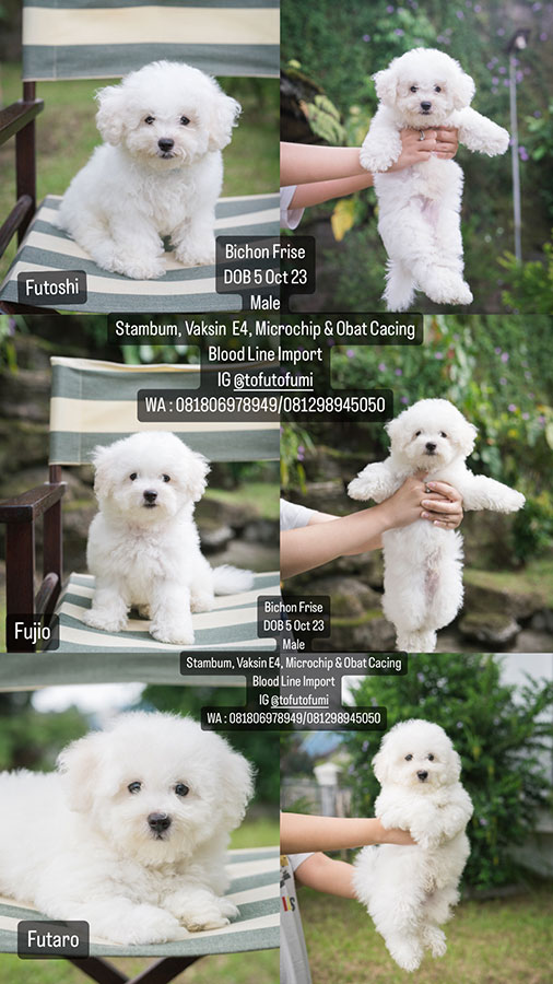 Jual Puppy Bichon Frise Murah