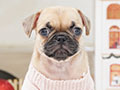 Pug Good Quality & Good Anatomy