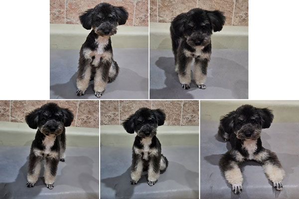 Puppy Dark Silver Toy Poodle Jantan (Setengah Hibah)