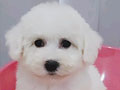 Bichon Frise Cucu Champion Murmer