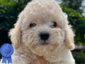 For Sale Puppy Toy Poodle Rare Color