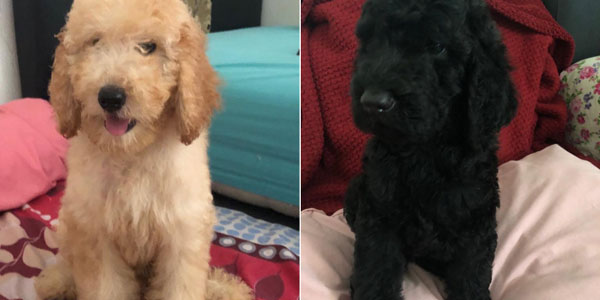 Jual Murah 2 Ekor Standard Poodle