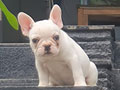 Jual 1 Ekor French Bulldog Betina