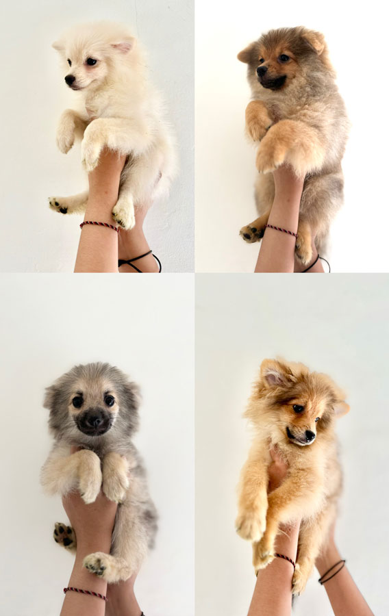 Jual Anjing Mini Pom Domisili Bekasi