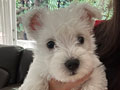 Female West Highland Terrier Puppy