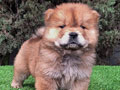 For Sale Chow Chow