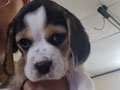 Jual Anakan Beagle
