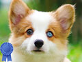 Jual 4 Baby Corgie Long Hair Spesial Quality & Very Cute