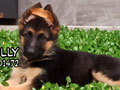 Dijual Anakan Herder