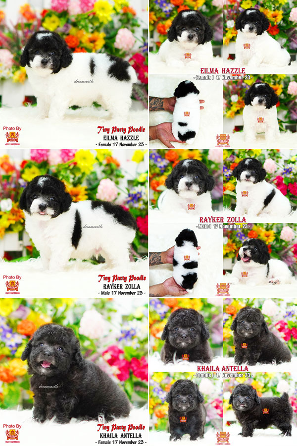 Jual 3 Baby Poodle Super High Quality