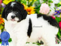 Jual 3 Baby Poodle Super High Quality