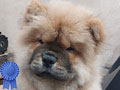 Dijual 3 Ekor Anakan Chow Chow