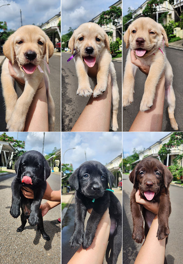Jual Anjing Labrador Retriver