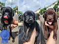 Jual Anjing Labrador Retriver
