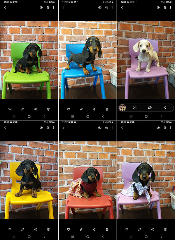 Dijual 8 Ekor Tekel Puppies