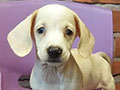 Dijual 8 Ekor Tekel Puppies