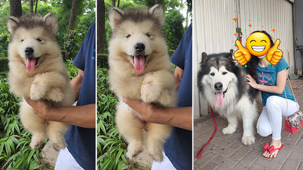 Alaskan Malamute Anak Giant China Asli