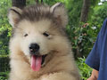 Alaskan Malamute Anak Giant China Asli