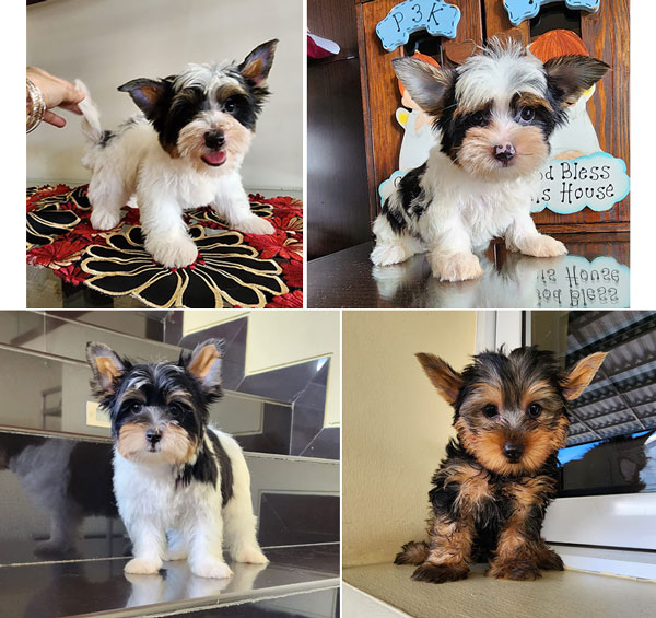 Jual 3 Ekor Anakan Yorkshire Terrier Partycolour