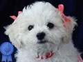 Anakan Bichon Frise Turunan Korea Import & Champion 