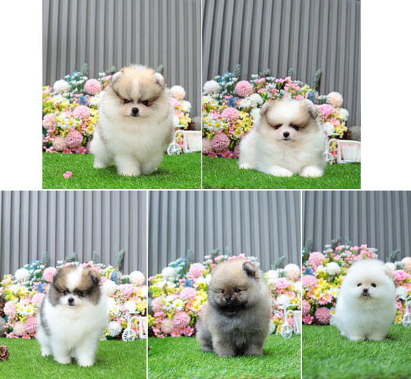 Jual 5 Ekor Anakan Pom Super Lucu