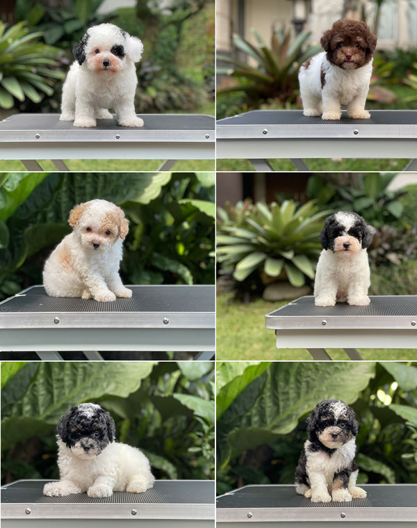 For Sale Puppy Male Female Tiny Parti Toy Poodle