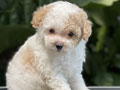For Sale Puppy Male Female Tiny Parti Toy Poodle