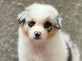 The Castle Present Australian Shepherd Puppies
