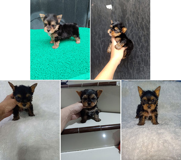 Jual Anakan Yorkie Teacup