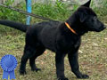 Working Line German Shepherd