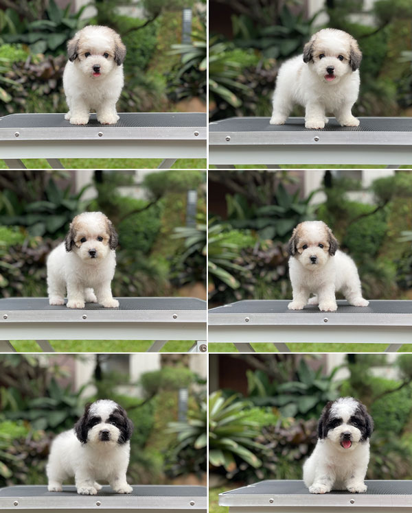 For Sale Puppy Male Female Tiny Parti Toy Poodle