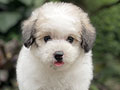 For Sale Puppy Male Female Tiny Parti Toy Poodle