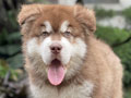 For Sale Puppy Female Alaskan Malamute