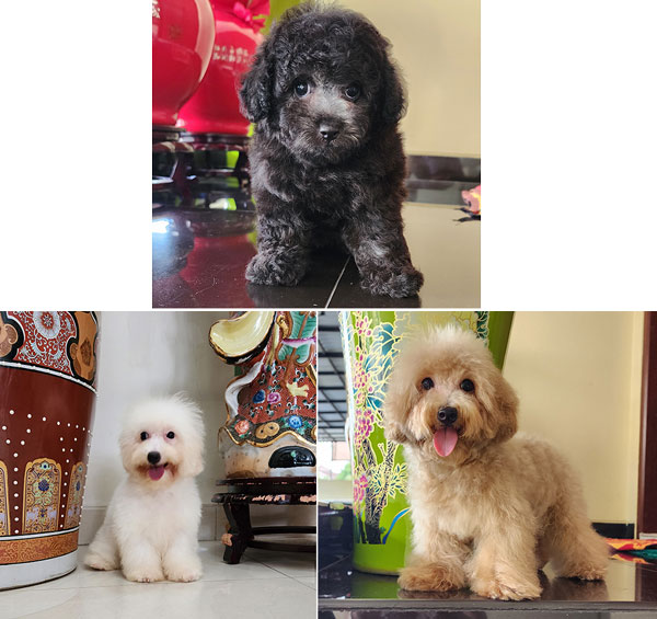 Dijual 3 Ekor Anakan Poodle Betina