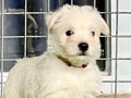 For Sale Puppy  West Highland Terrier