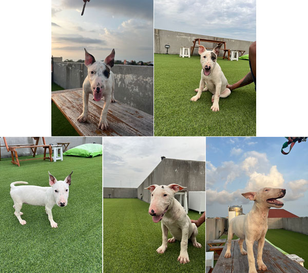 For Sale Bull Terier Premium Quality