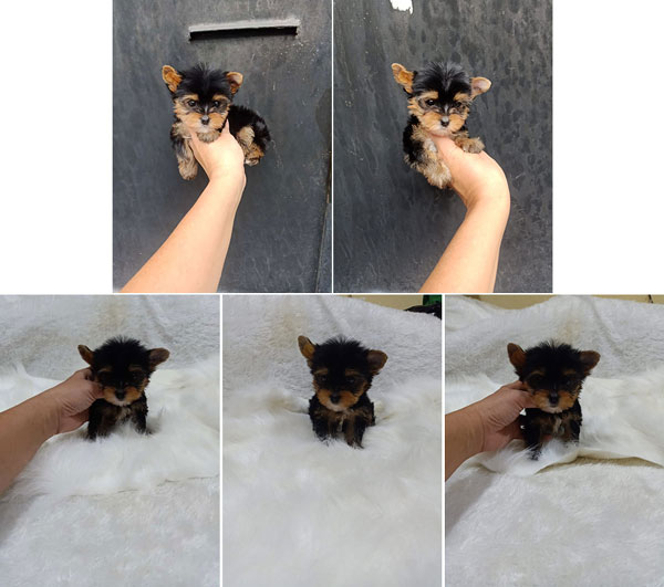 Jual 2 Ekor Yorkie Teacup