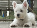 Female West Highland Terrier Puppy
