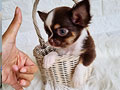 Jual Chihuahua Istimewa Cucu Impor Thailand