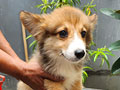 Dijual 7 Anakan Corgi