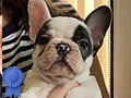 French Bulldog Puppy Looking For New Home