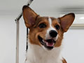 Dijual 3 Ekor Pembroke Welsh Corgi 