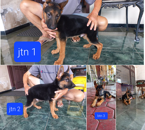 Jual Anak Anjing Herder
