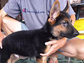 Jual Anak Anjing Herder