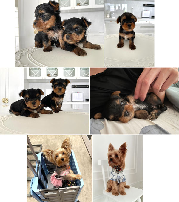 For Sale 3 Ekor Yorkshire Teacup