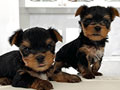 For Sale 3 Ekor Yorkshire Teacup