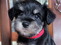 Dijual Anakan Schnauzer