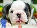 Baby Female English Bulldog Langka Blue Tri Colour