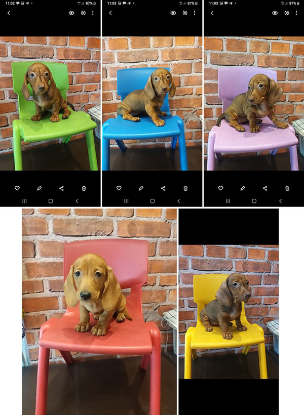 Dijual 8 Ekor Tekel Puppies