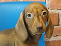 Dijual 8 Ekor Tekel Puppies
